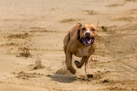 The Benefits of Western Pet Products Radio Dog Fence