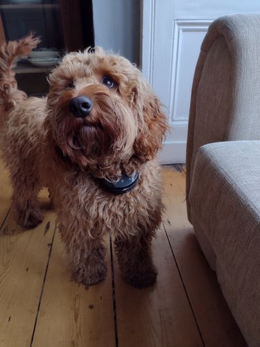 Anti Bark Training Collar