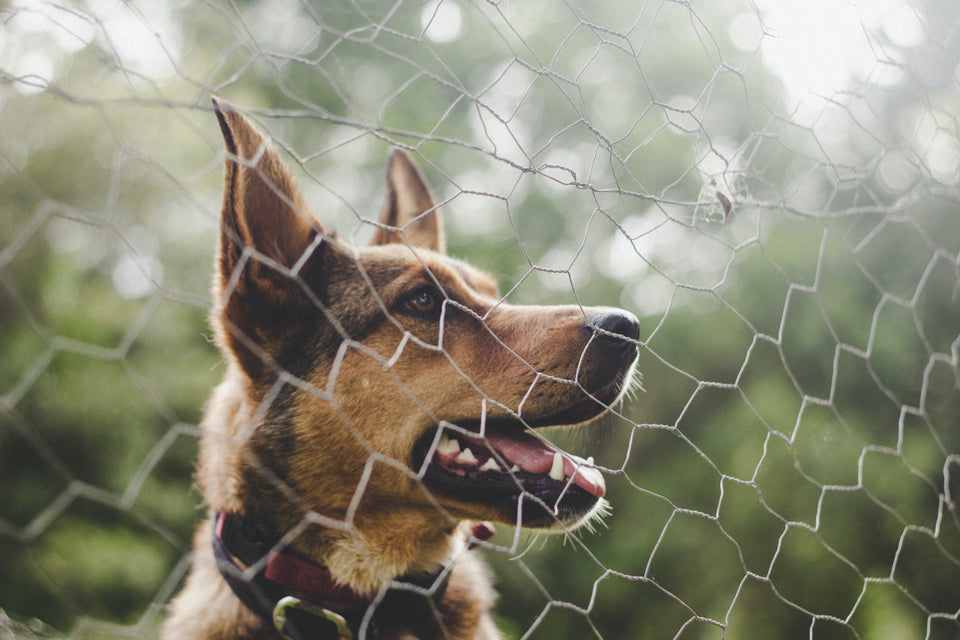 Choosing the Right Pet Containment System: Wireless Kit vs. Wired Kit