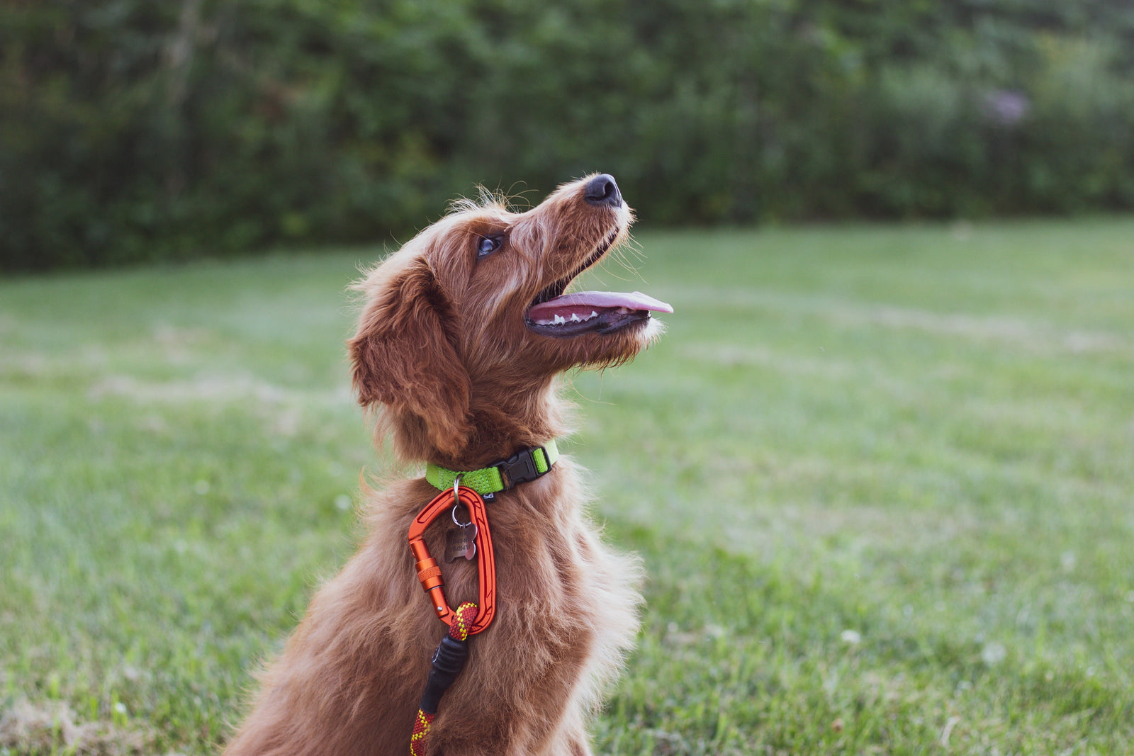 How to Train Your Dog to Use a Wireless Fence System