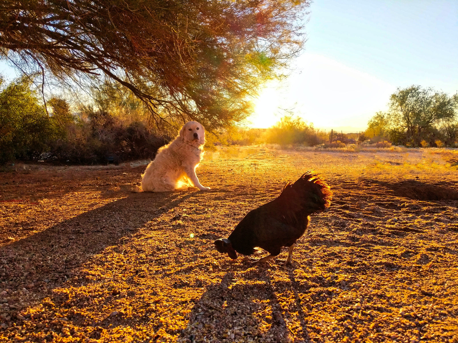 The Benefits of Using a Wireless Dog Fence for Your Large Property