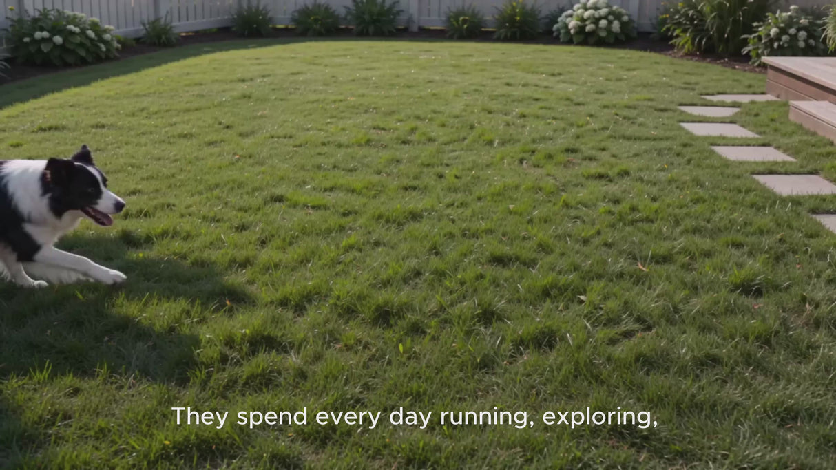Customizable boundary GPS F860 with App | For Medium and Large dogs